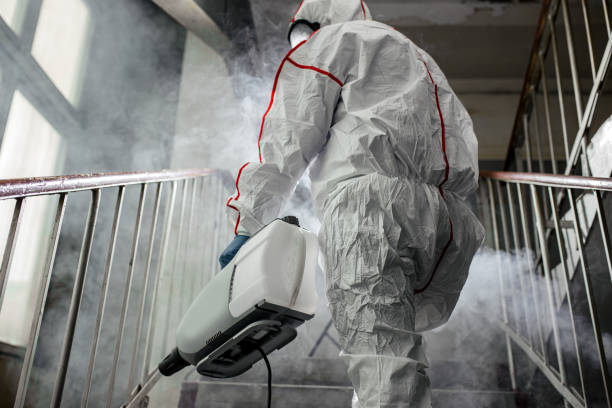 Why You Should Choose Our Mold Remediation Services in Mission Viejo, CA